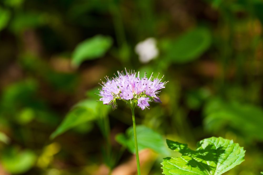 An Appendaged Waterleaf Wildflower Cluster at Howard Collier State Nature Preserve