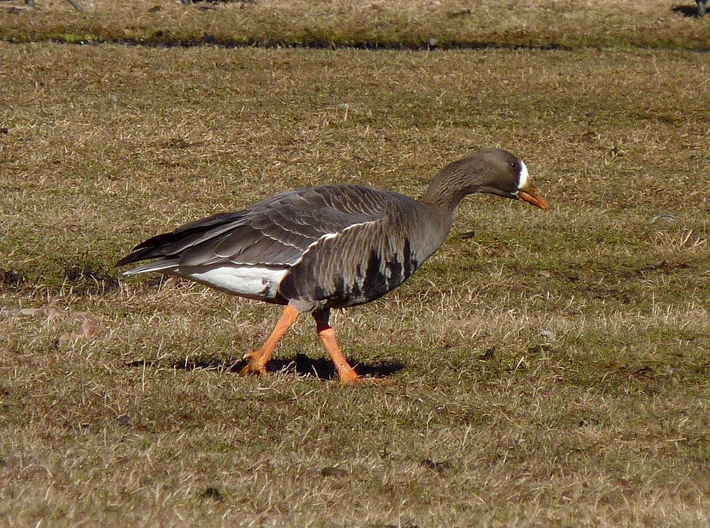 A goose at Donaldson Park