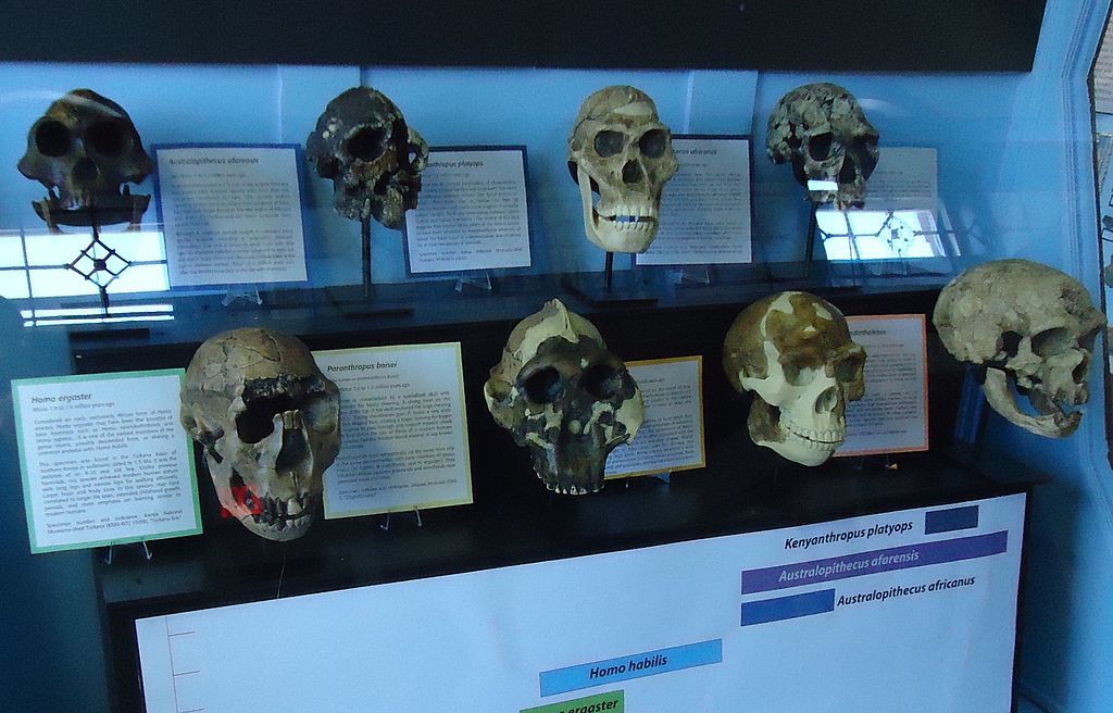 Skull exhibit in Rutgers Geology Museum