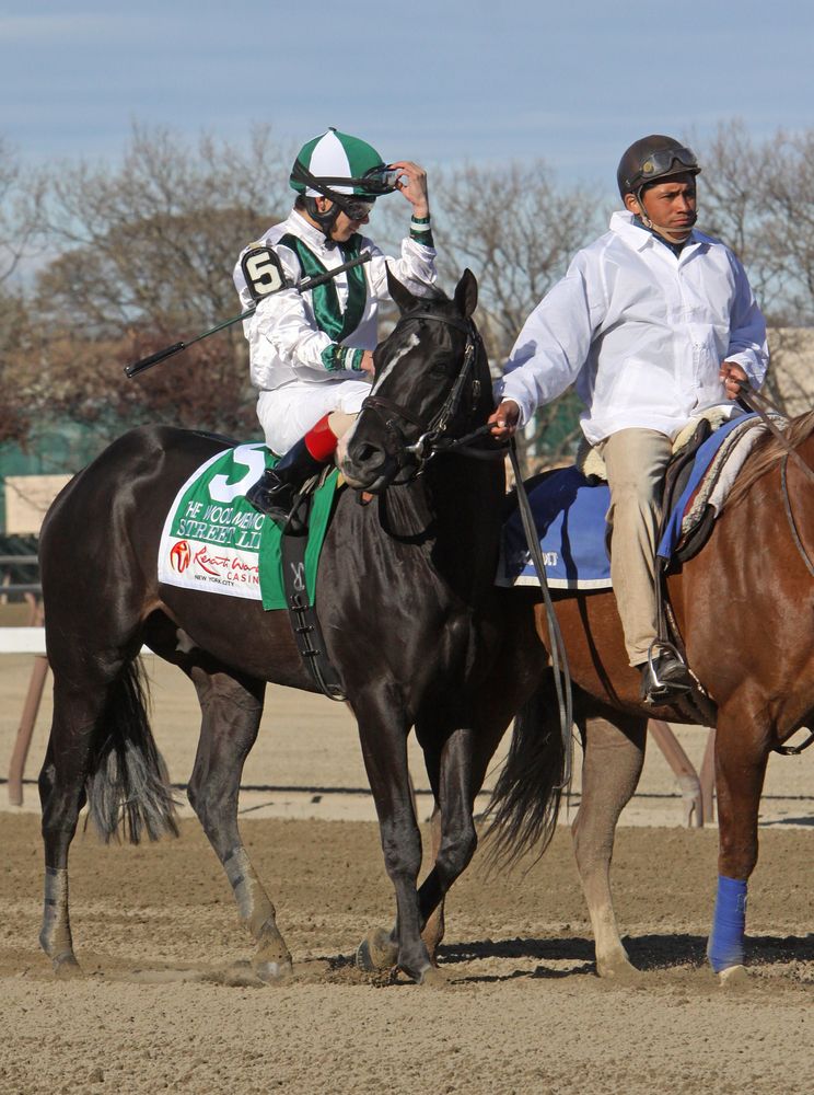 Horses at Aqueduct Racetrack