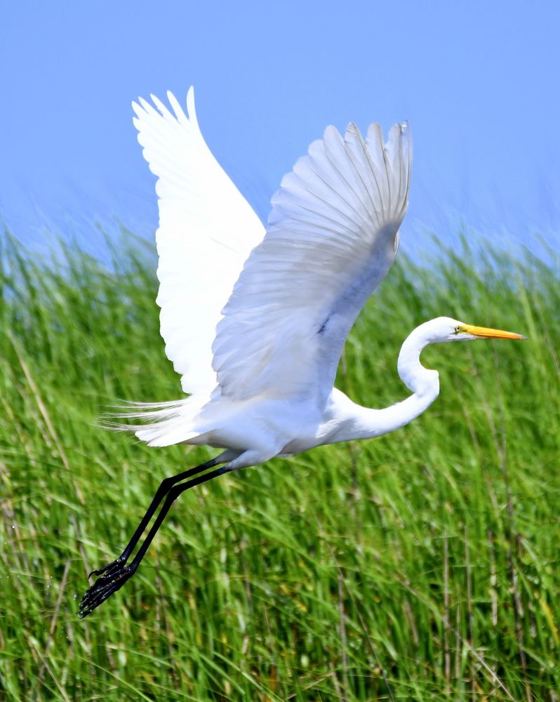 Great egret at Fort Fisher State Recreation Area