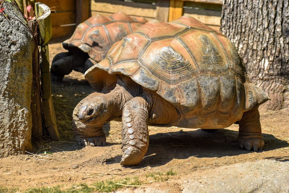 Tortoise at Greensboro Science Center