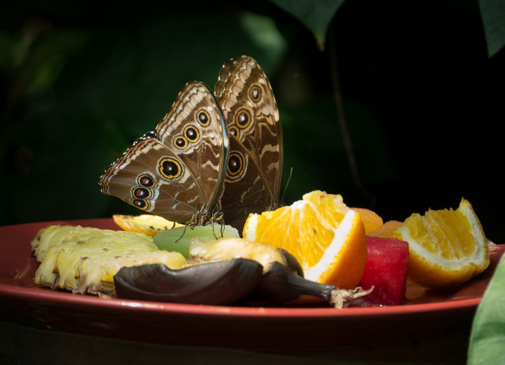 Butterflies in the Museum of Life and Science