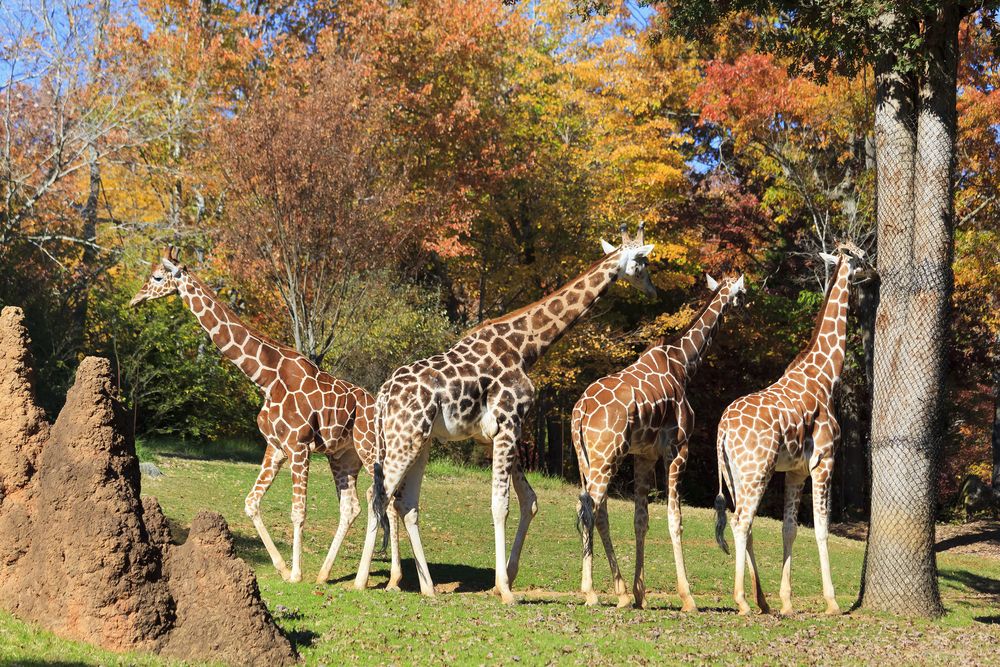 Giraffes at North Carolina Zoo