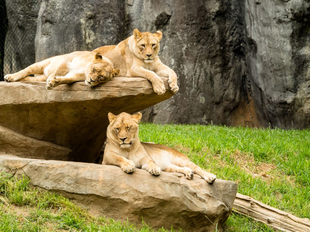 Lions at North Carolina Zoo