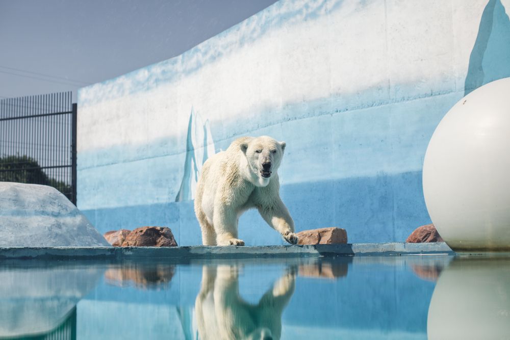 A bear at North Carolina Zoo