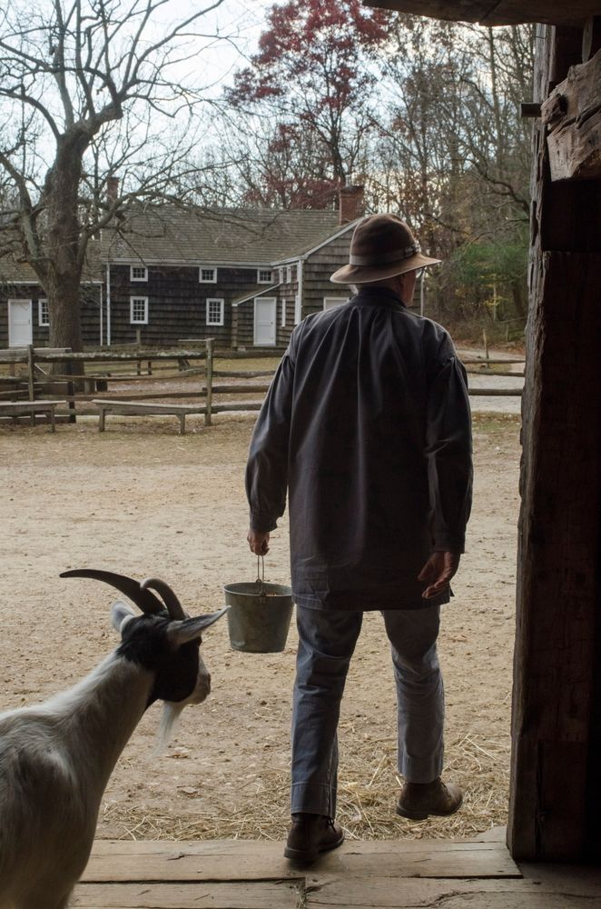 A person, and a goat at Old Bethpage Village Restoration