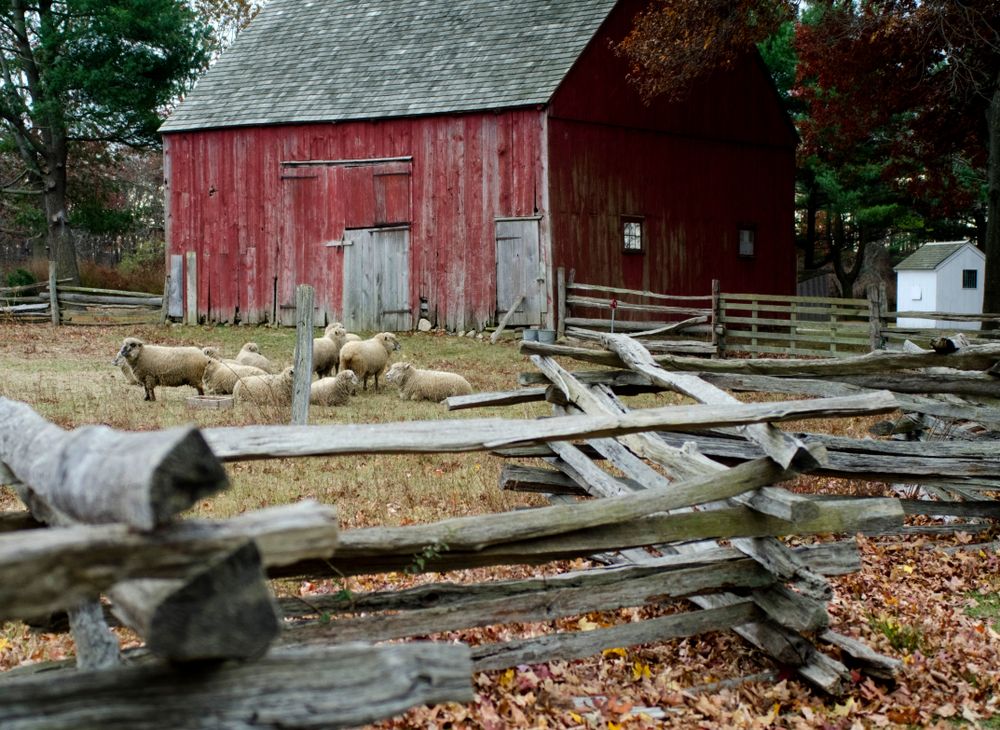 Sheep at Old Bethpage Village Restoration