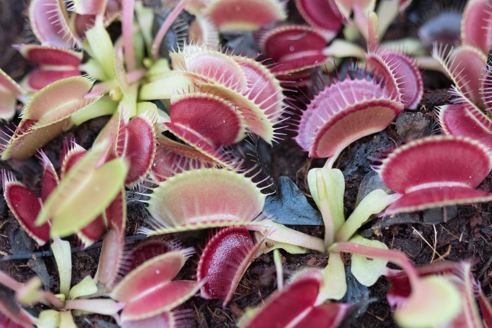 Venus flytrap at Stanley Rehder Carnivorous Plant Garden