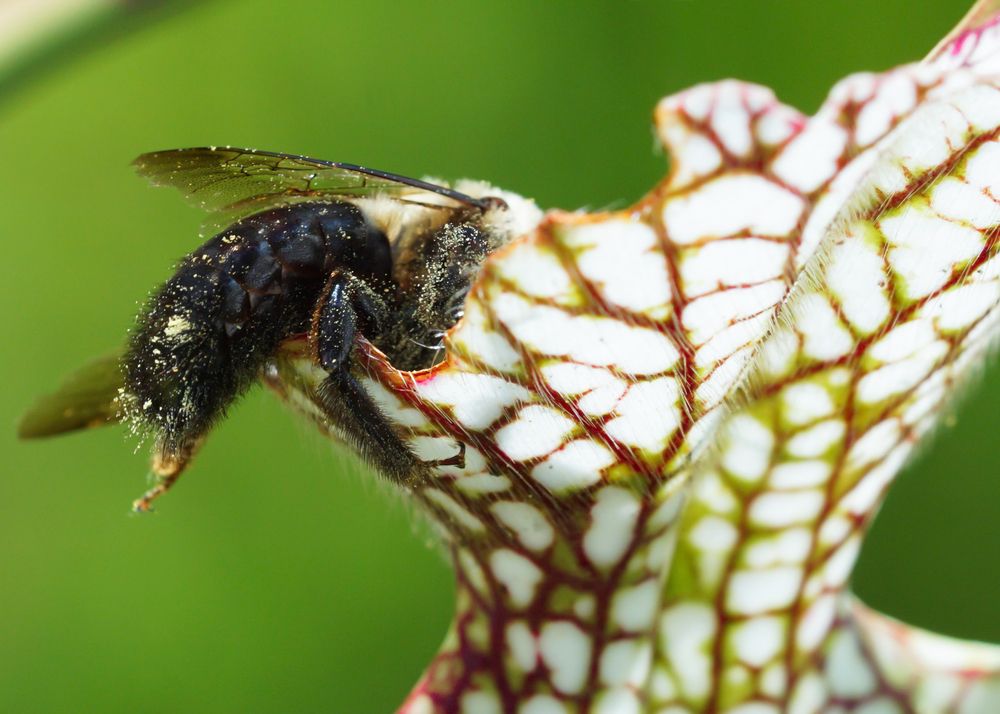 Bumblebee on a plants at Stanley Rehder Carnivorous Plant Garden