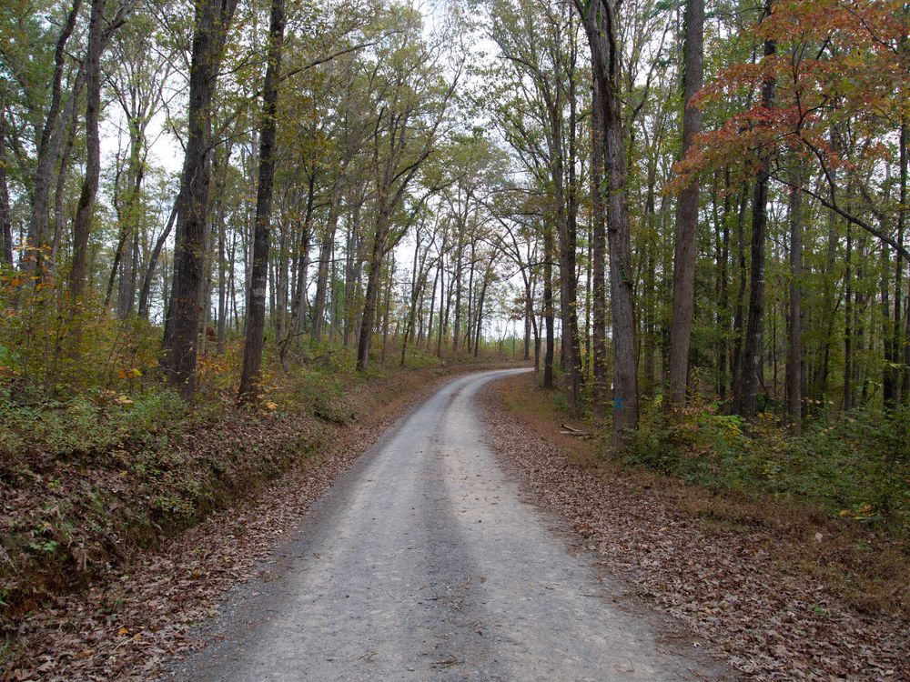 Nature trail at Uwharrie National Forest