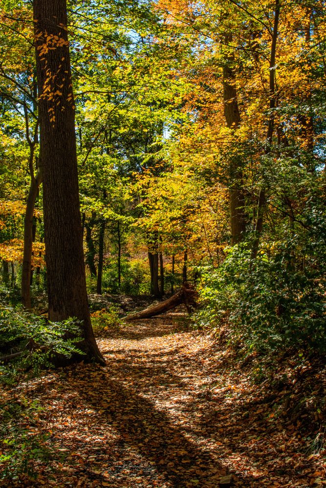 Hiking trail at East Rock Park