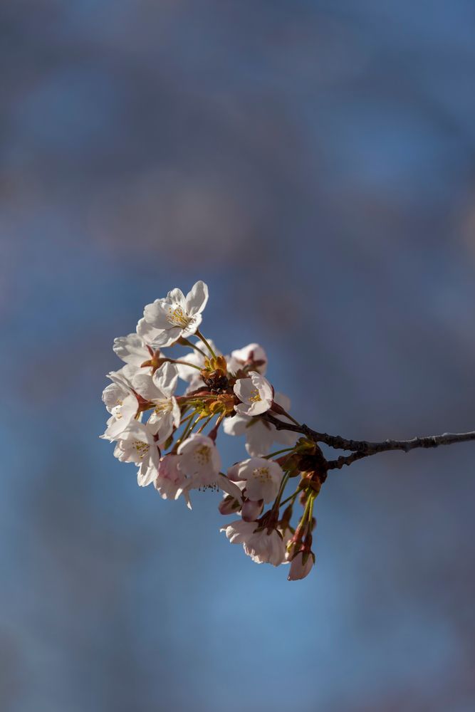 Cherry blossoms at Wooster Square Park