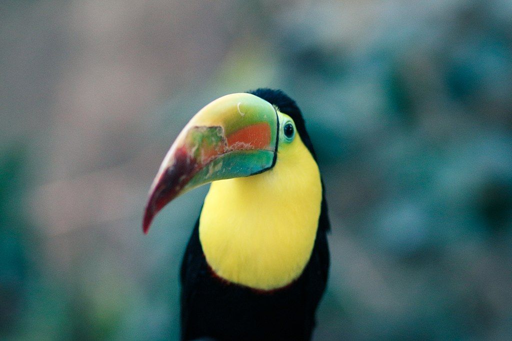 Toucan at Beardsley Zoo
