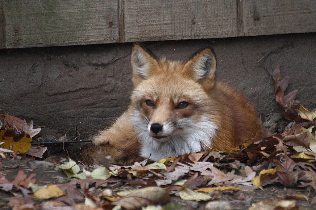 A fox at Beardsley Zoo