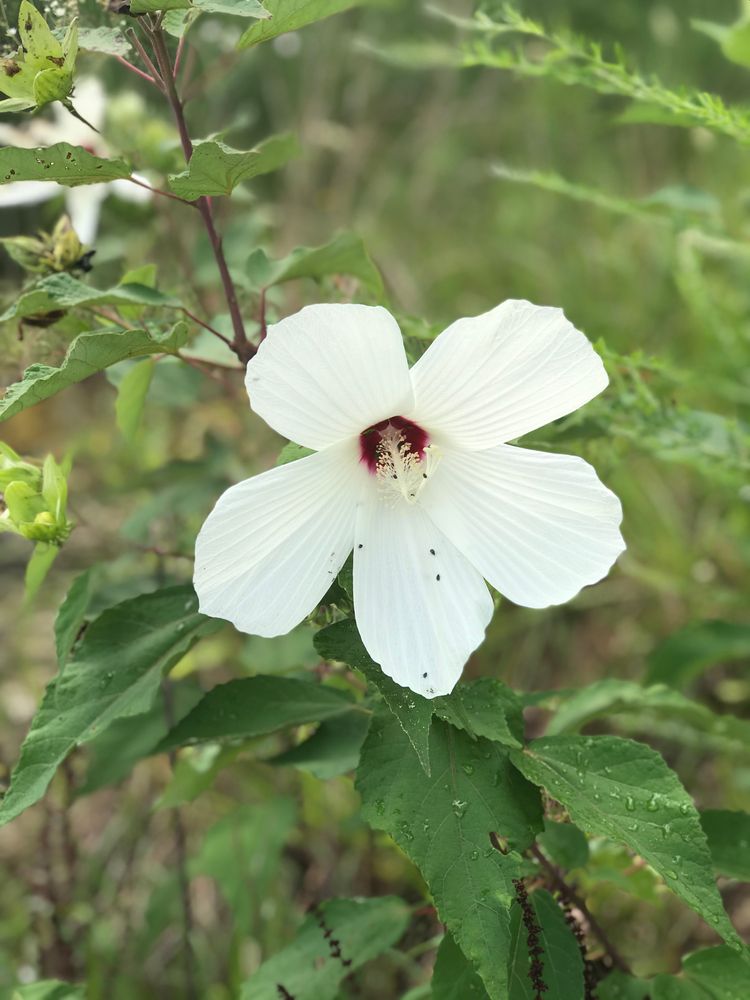 A flower at Newport News Park