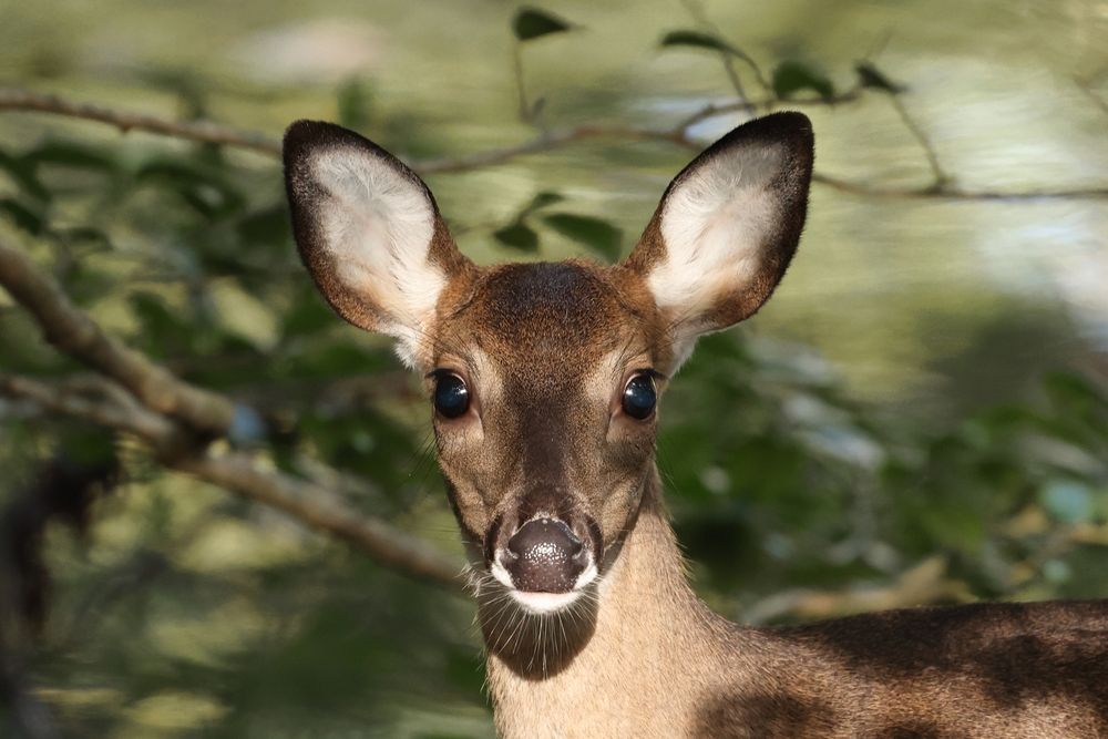A deer at Noland Trail