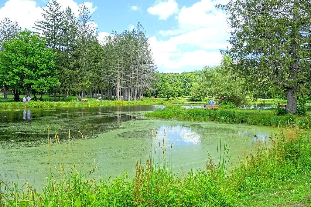 A pond at Benson Park