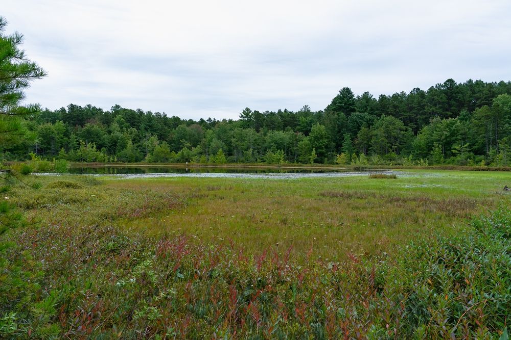 Landscape of Ponemah Bog
