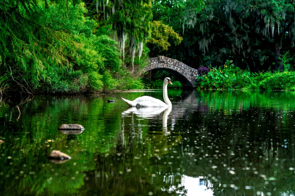 Swan on the waters of City Park