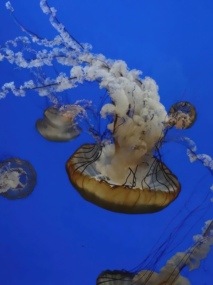 Jellyfish tank in Oregon Coast Aquarium