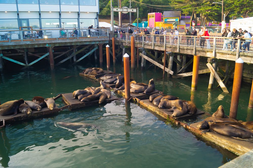People admiring the sea lions at Sea Lion Docks