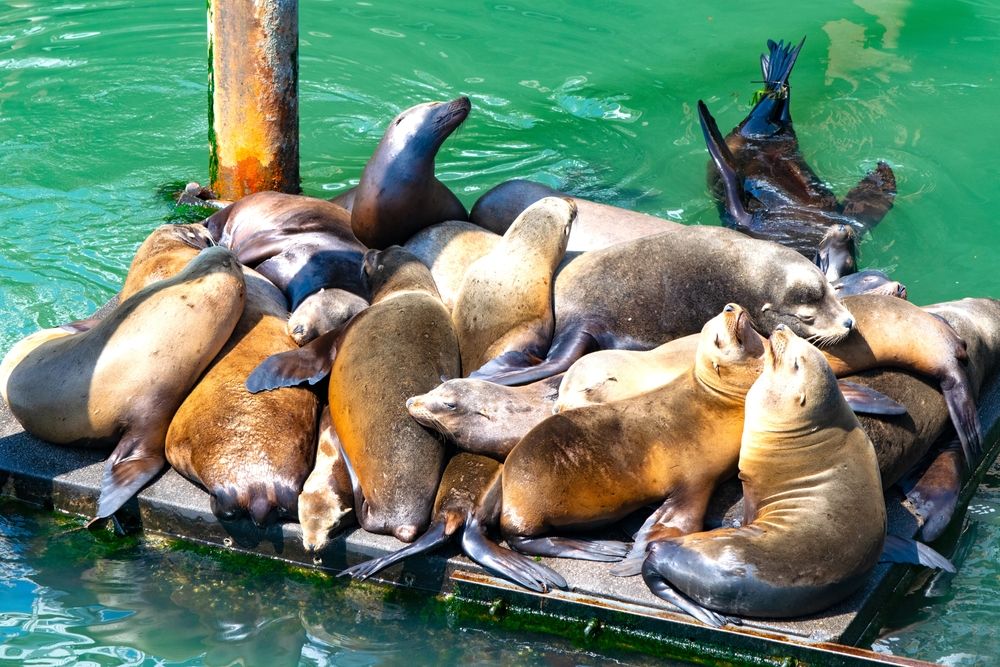 Sea lions at Sea Lion Docks