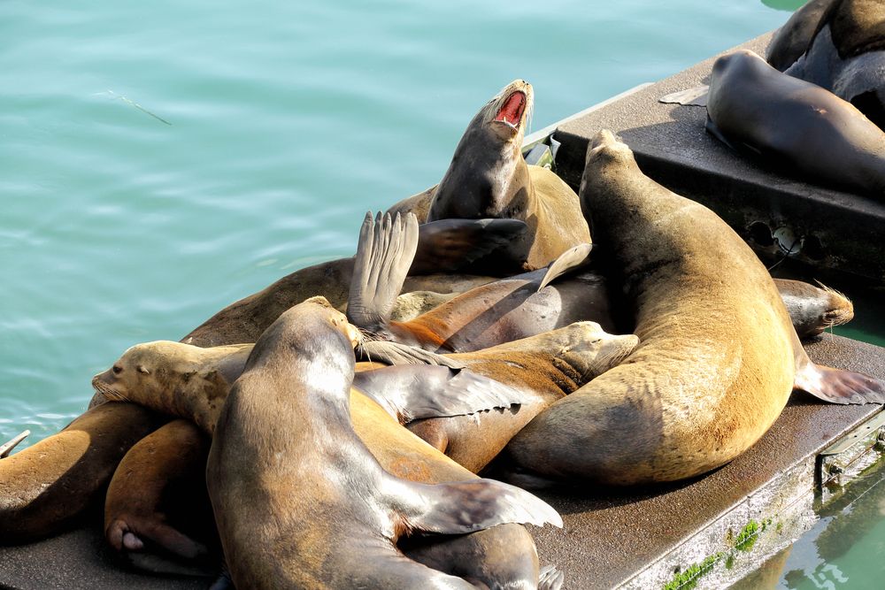 California sea lions at Sea Lion Docks