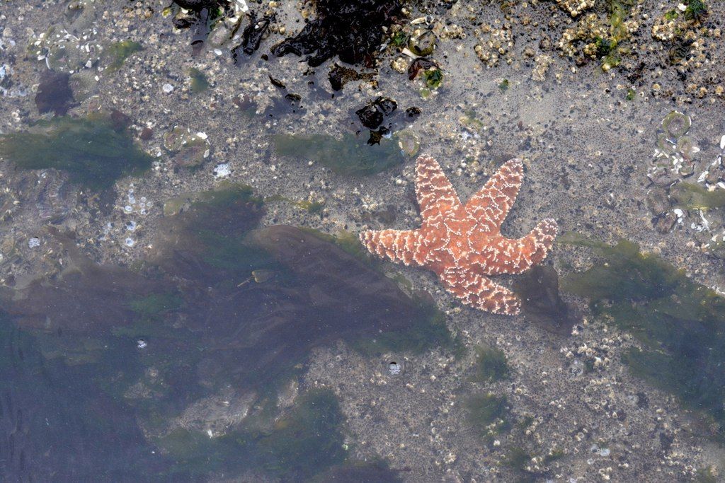 A starfish on the water of Seal Rock State Recreation Site