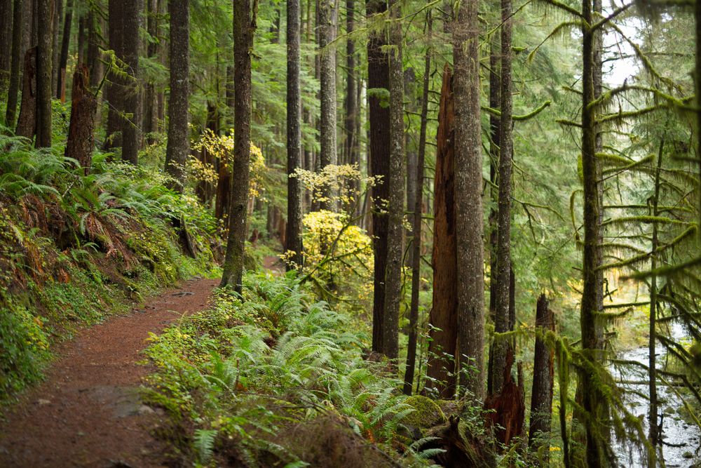 Nature trail at Siuslaw National Forest