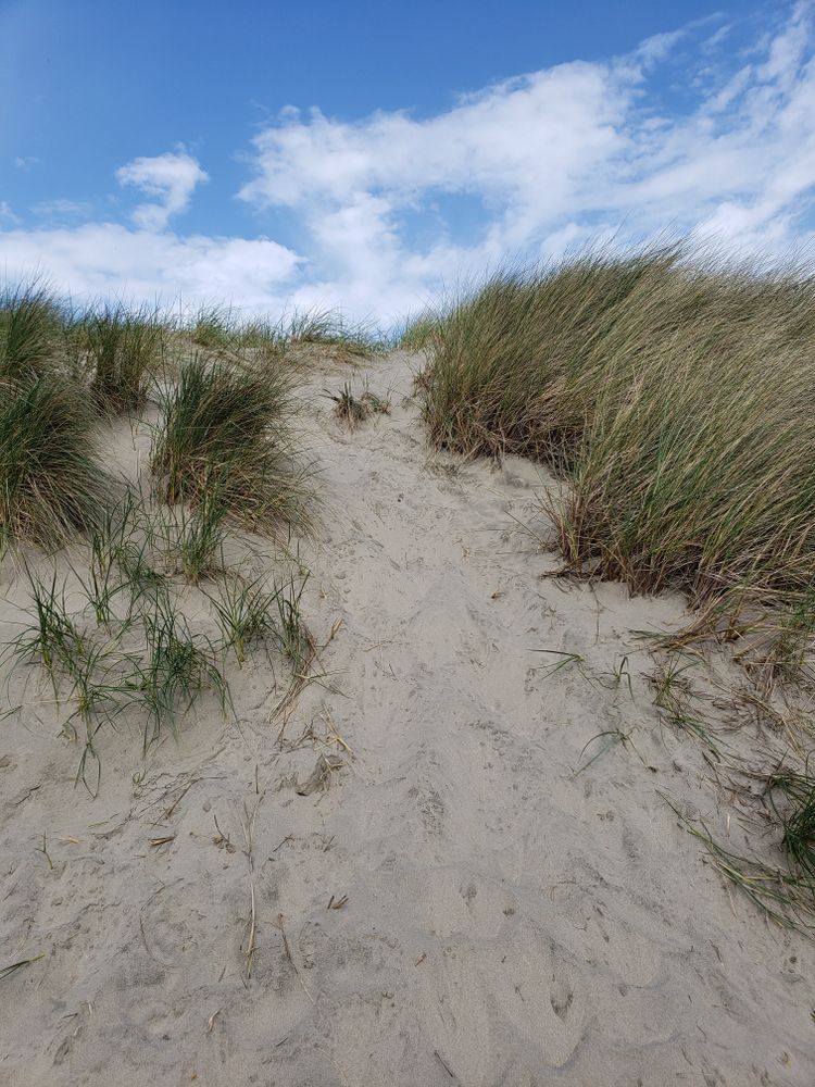 Sand dunes at South Beach State Park
