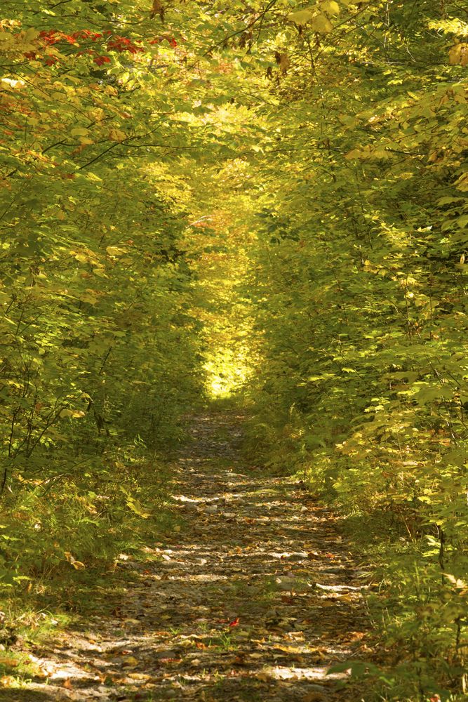 Nature trail at White Mountains National Forest
