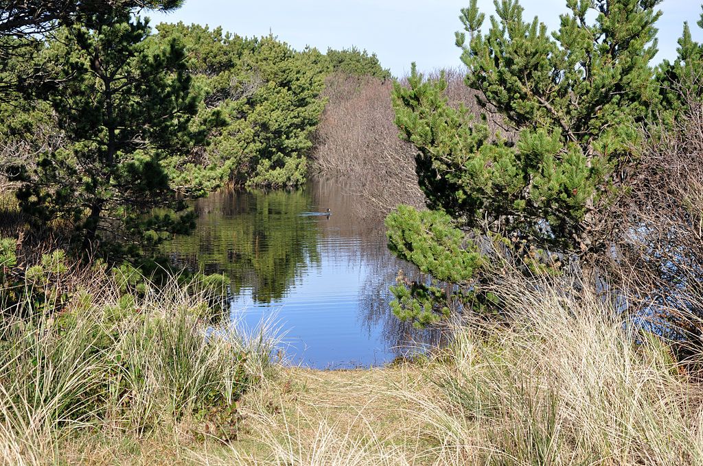 A pond at South Beach State Park