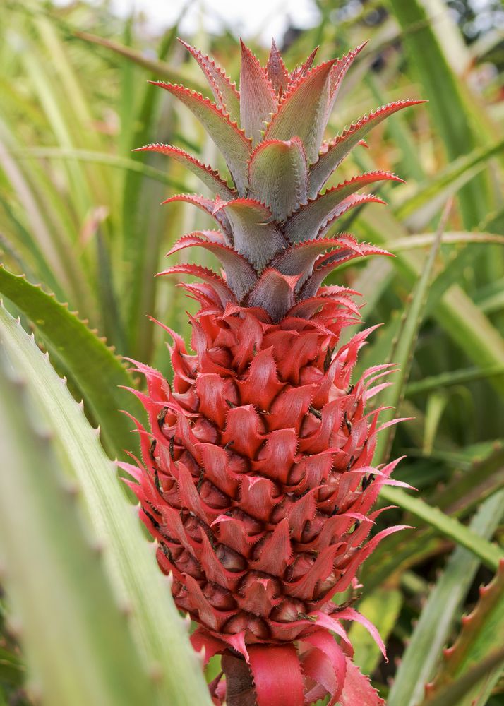 Red pineapple at Dole Plantation
