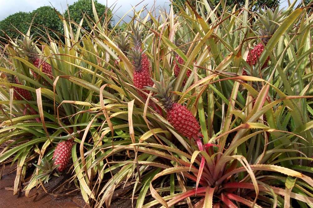 Red pineapples at Dole Plantation