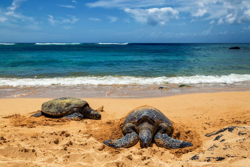 Two turtles at Laniakea Beach shore