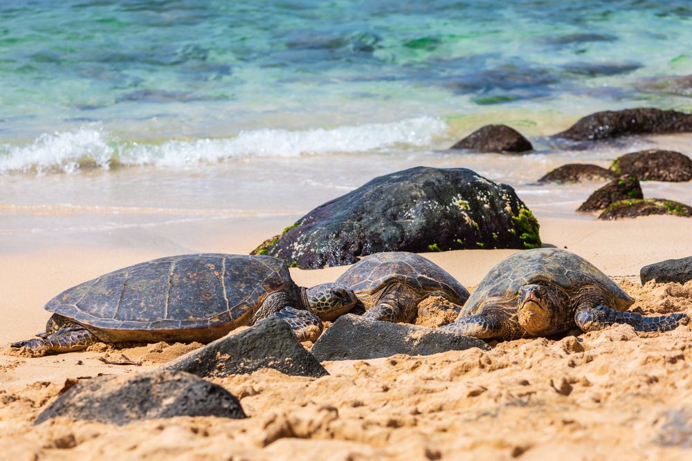 Turtles at Laniakea Beach