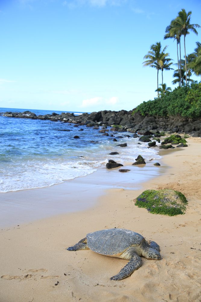 A turtle at Laniakea Beach