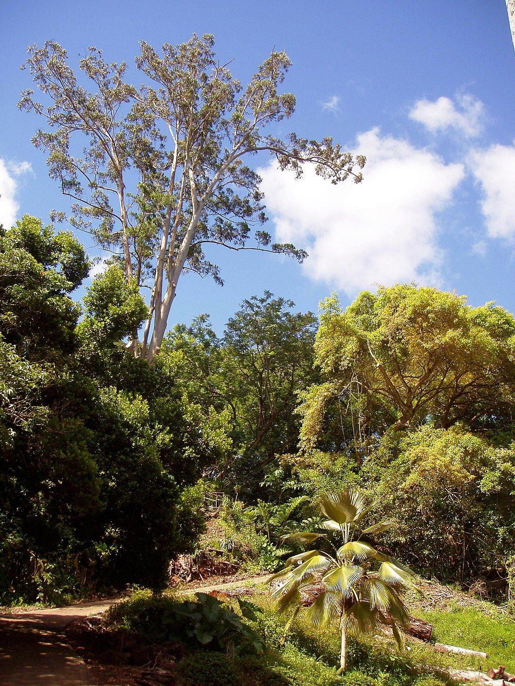 Trees at Wahiawa Botanical Garden