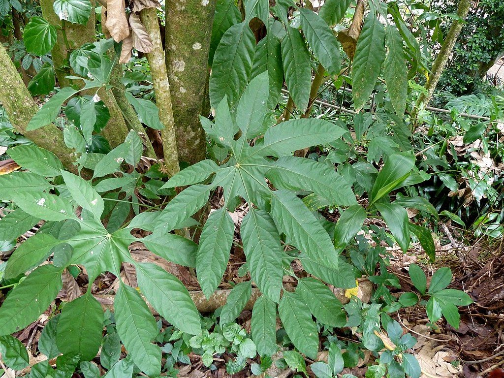 Trevesia burckii at Wahiawa Botanical Garden