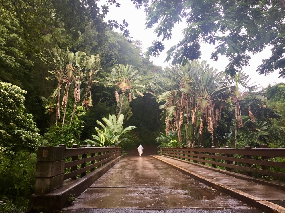 Trees along Waimea Valley Trail