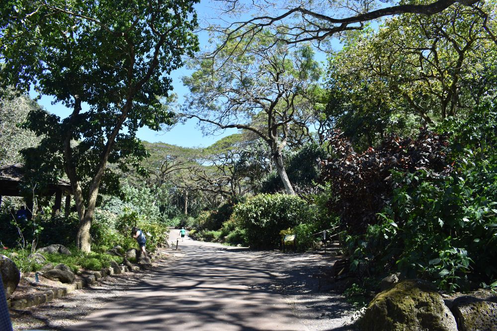 Paved trail of Waimea Valley Trail