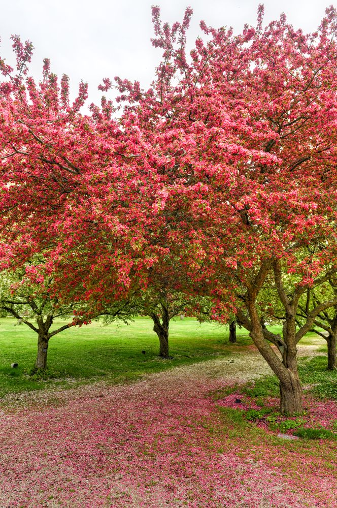 Vibrant blossoming tree at Planting Fields Arboretum State Historic Park