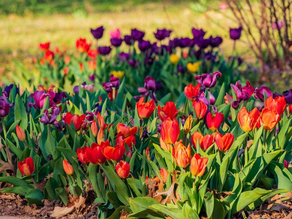 Vibrant tulips at E.C. Hafer Park
