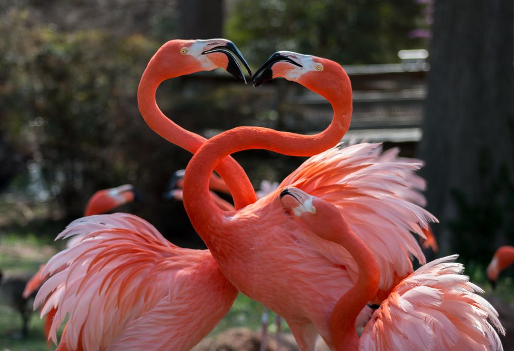 Flamingos at Oklahoma City Zoo