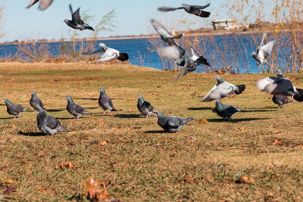 Birds at Stars and Stripes Park