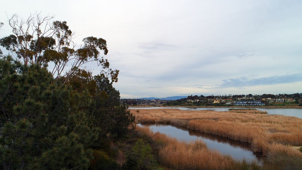 Wetlands at Buena Vista Lagoon