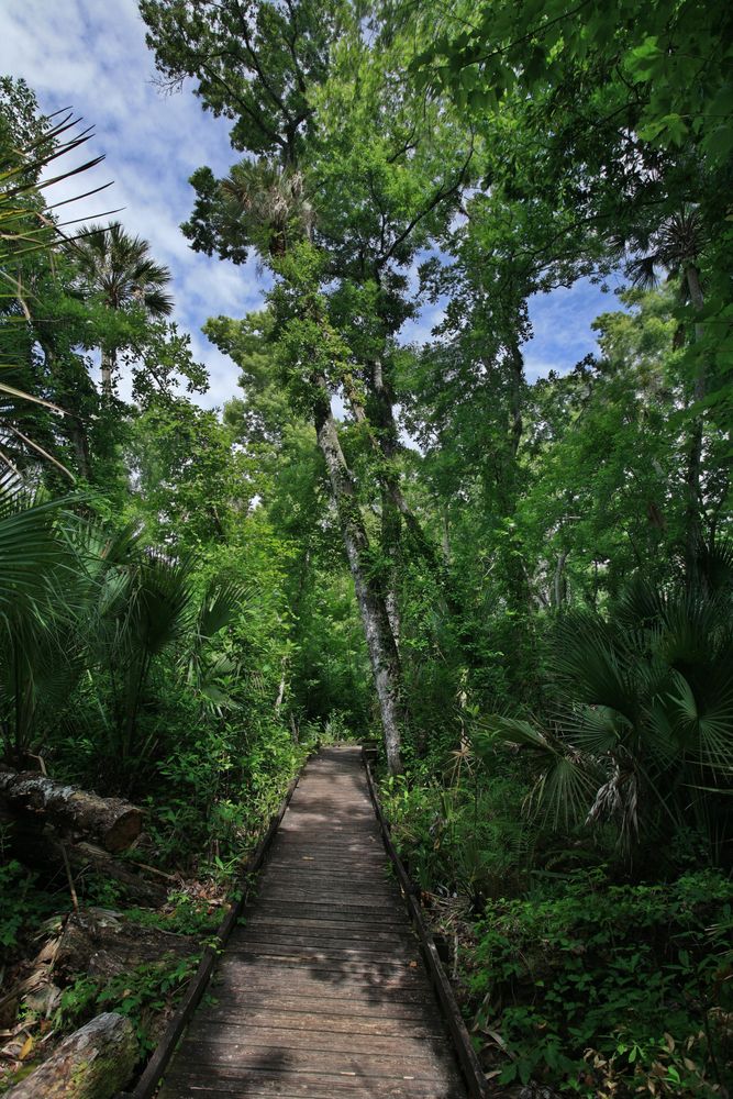 Rainforest at Alexander Springs