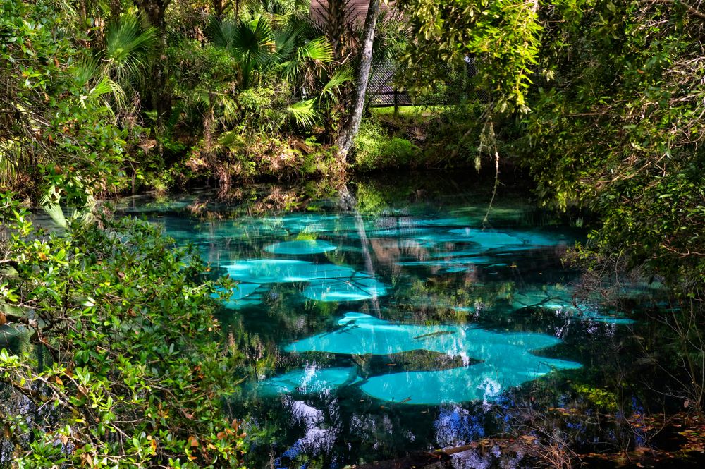 Trees surrounding the calm waters of Juniper Springs