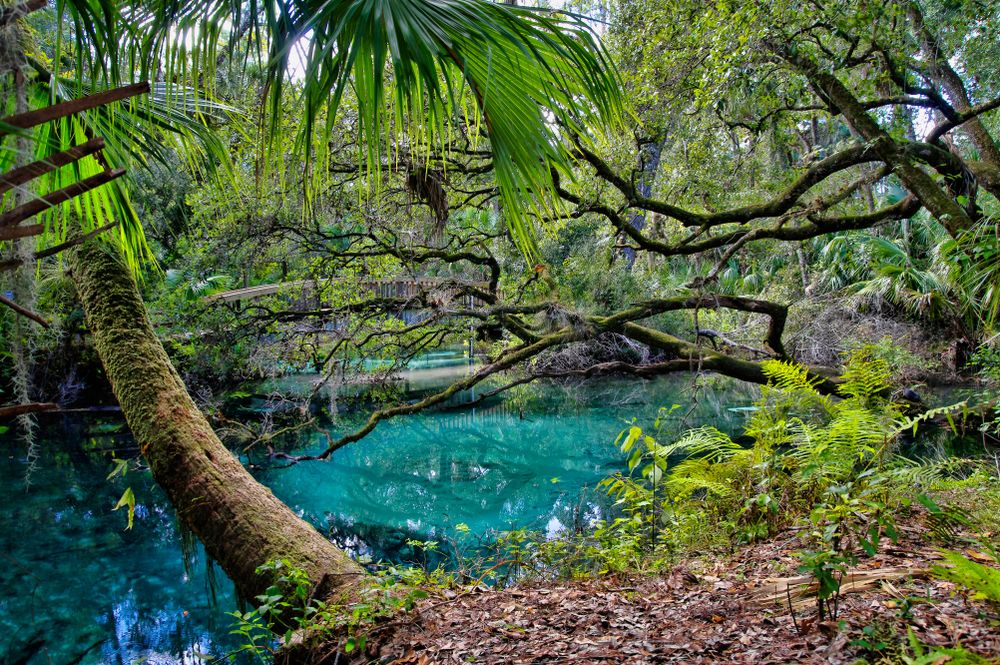 Scenic view of Juniper Springs